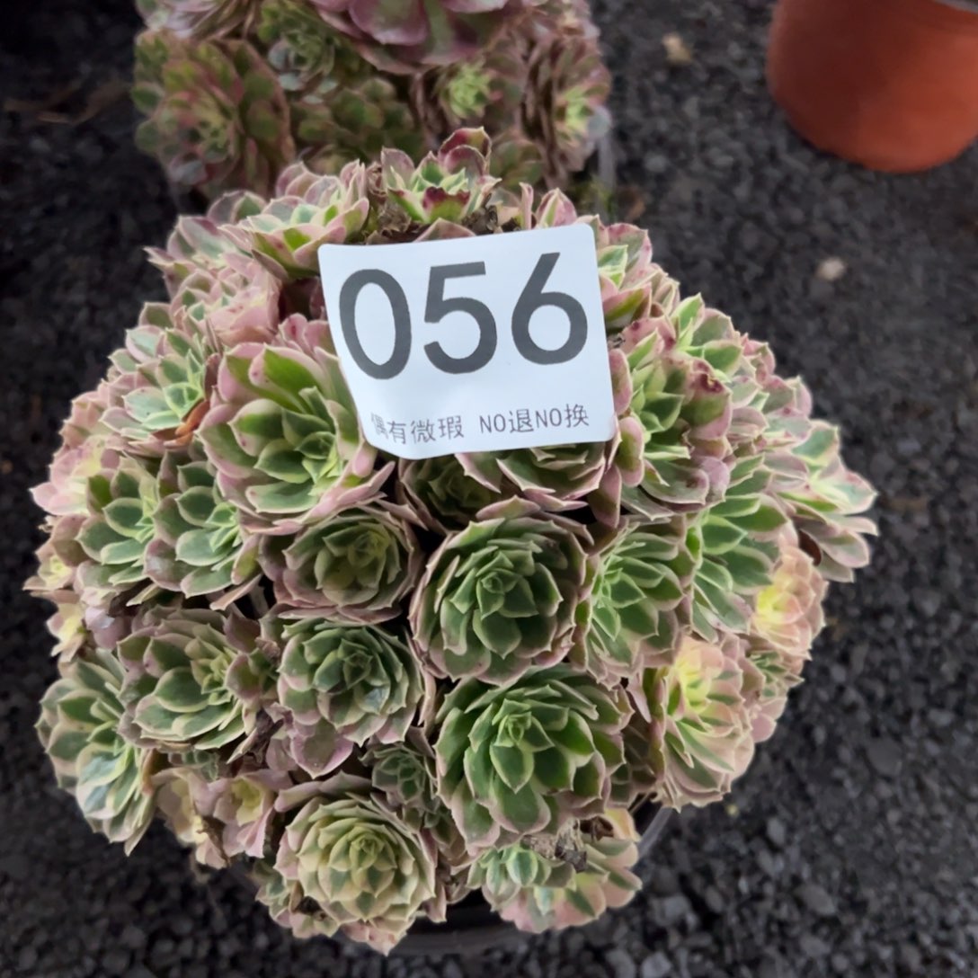 我是真的很喜欢这个