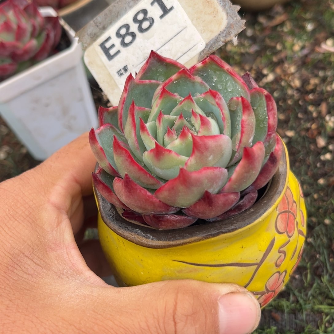 惊鸿一瞥881号多肉