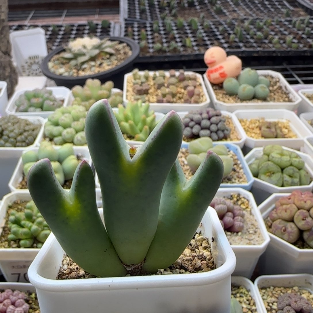 7343 大白多肉植物园