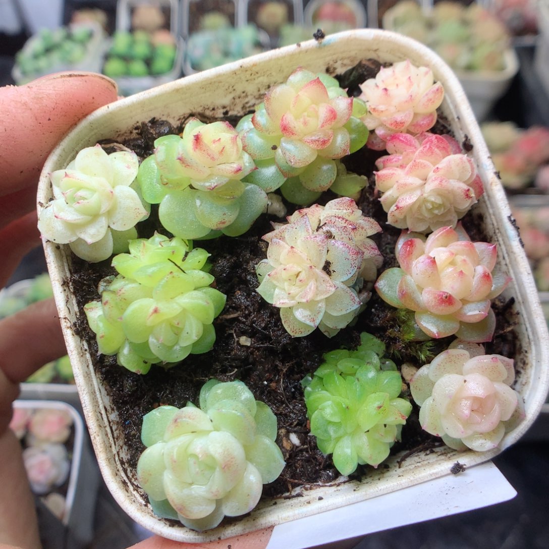 无花朵R47。yyyyyyyy