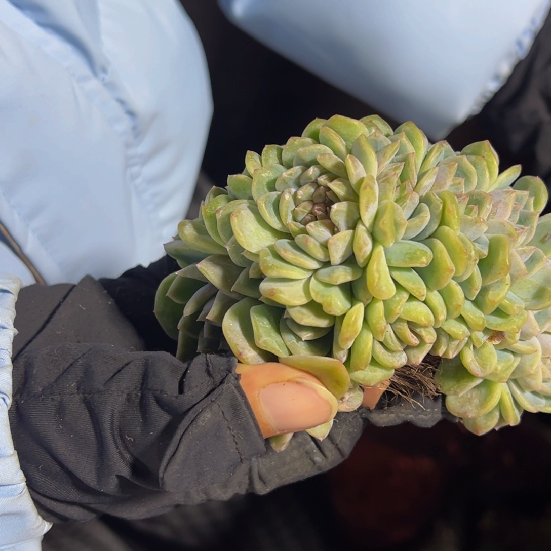 星****水蜜丸子 水蜜桃味