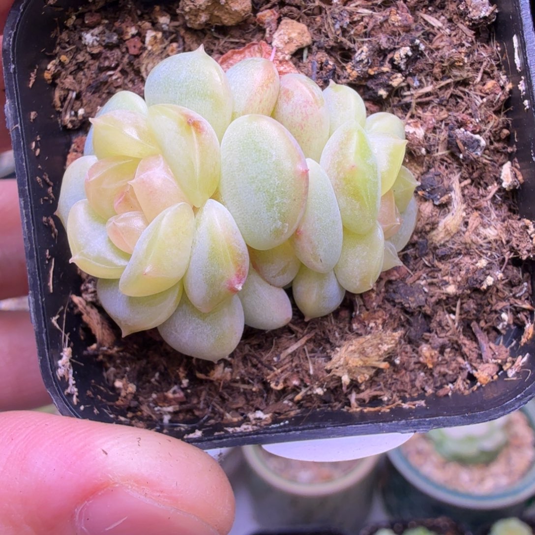 果***儿27号双头荔枝一物一拍