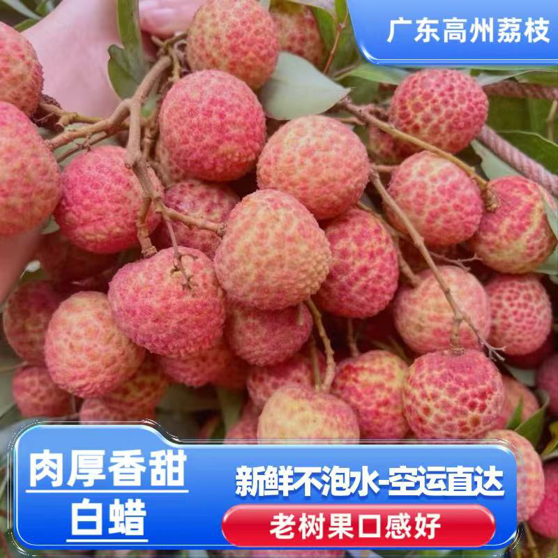 广东高州白蜡荔枝新鲜采摘肉厚汁多当季水果EMS空运发货