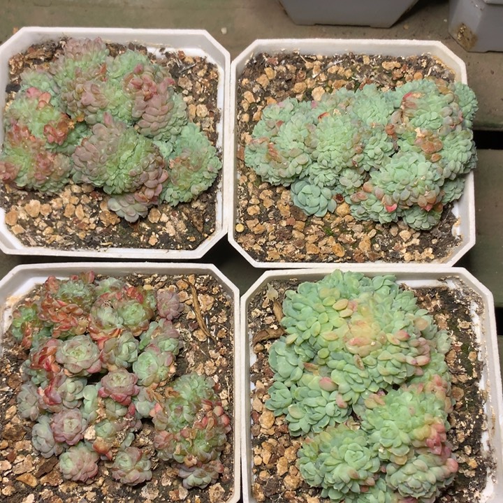 羊脂球缀化量拍脱土