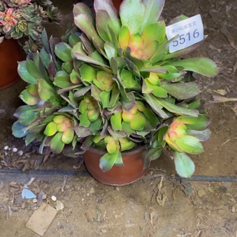 七彩邵修锦多肉植物5516