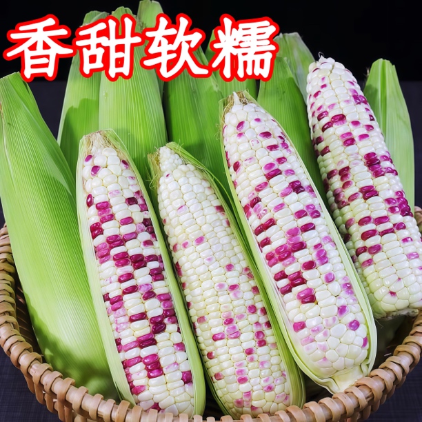 【农佳鲜果专属定向链接】根根精品-软糯香甜/新鲜现摘