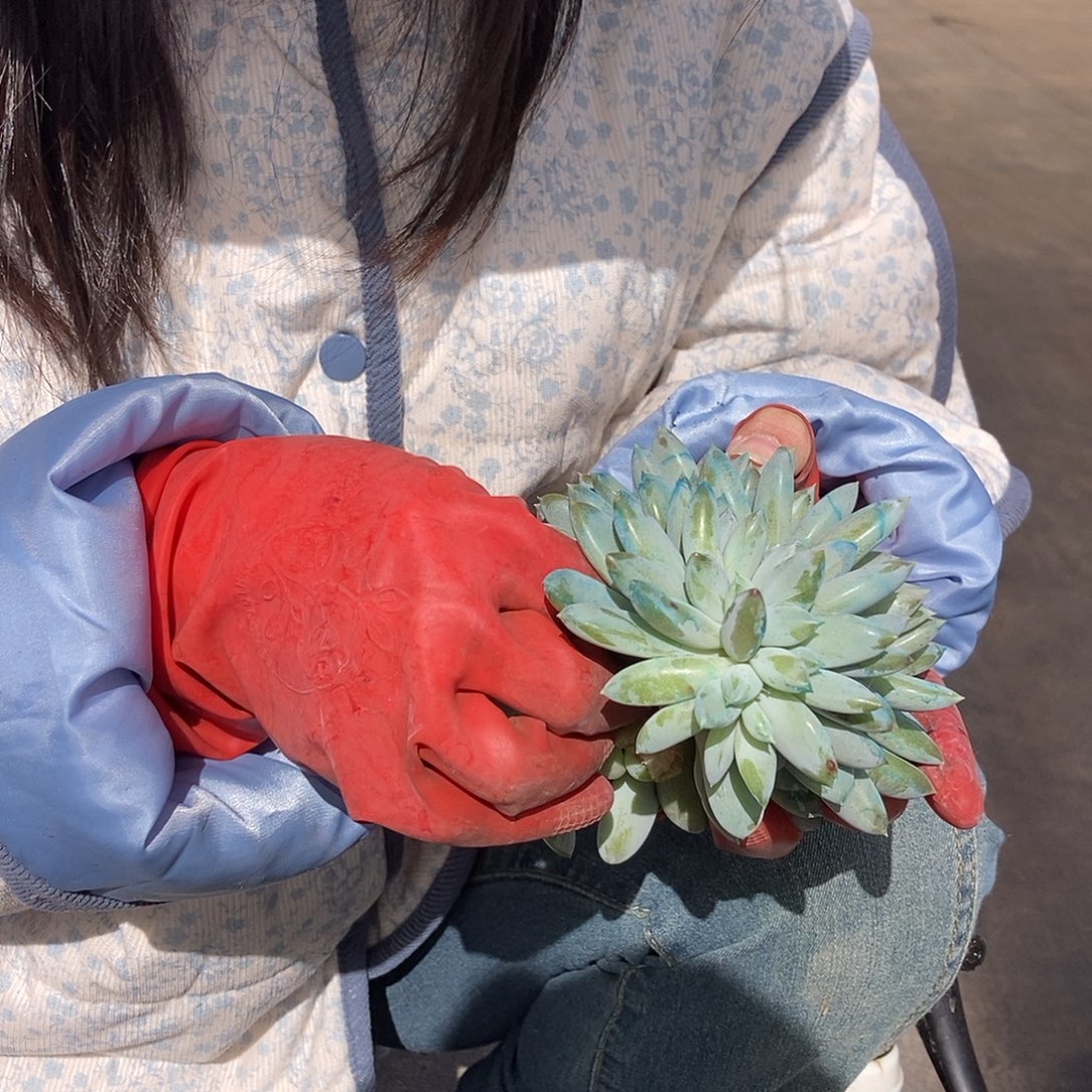 哥特缀化无根福利随机