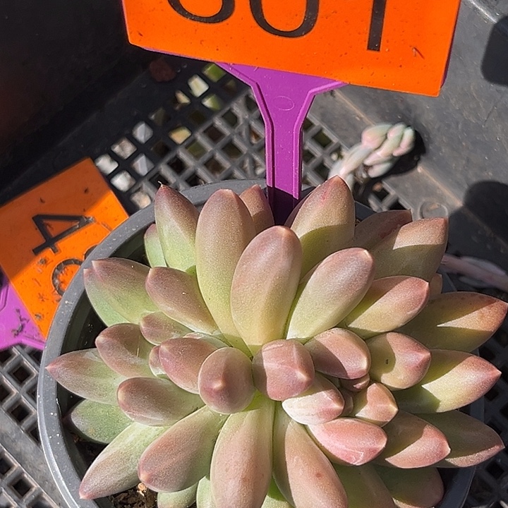 白体伊卡鲁斯一物一拍501