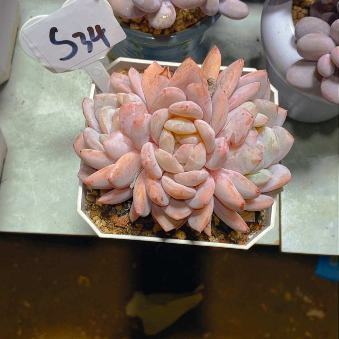 一***?雪天使梦露群多肉植物