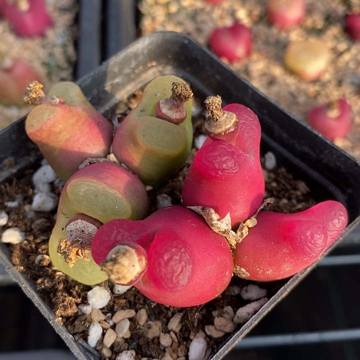 29178一组一组一组