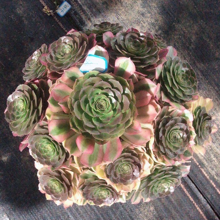 889雨荷多肉法师