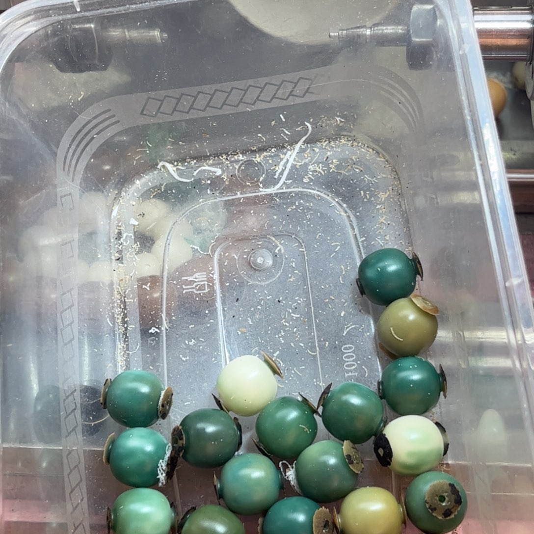 M***婉菩提根/象牙果手串