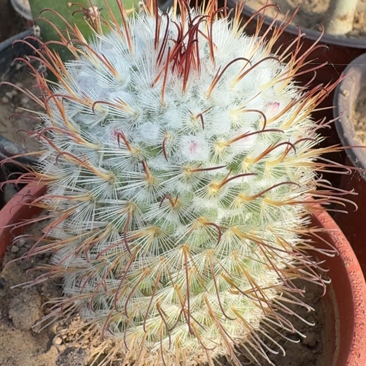 割刺丰明丸实生6666