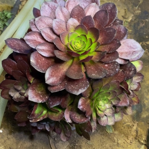 黑寡妇多肉植物3789