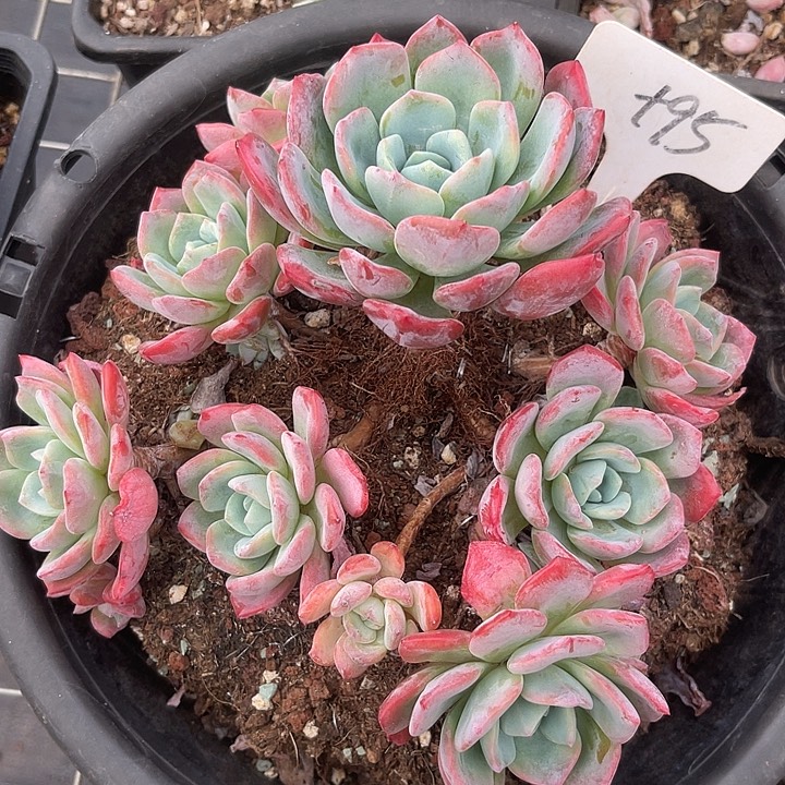 两单包邮，一物一拍95冷橙