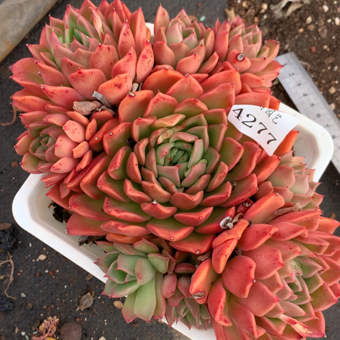 4277杂交多肉植物