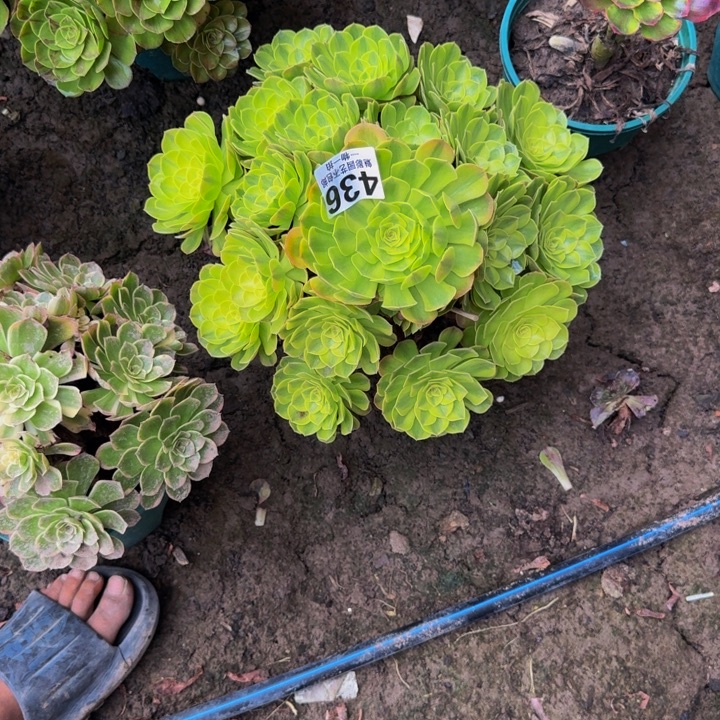 雨荷花25-52包邮花花