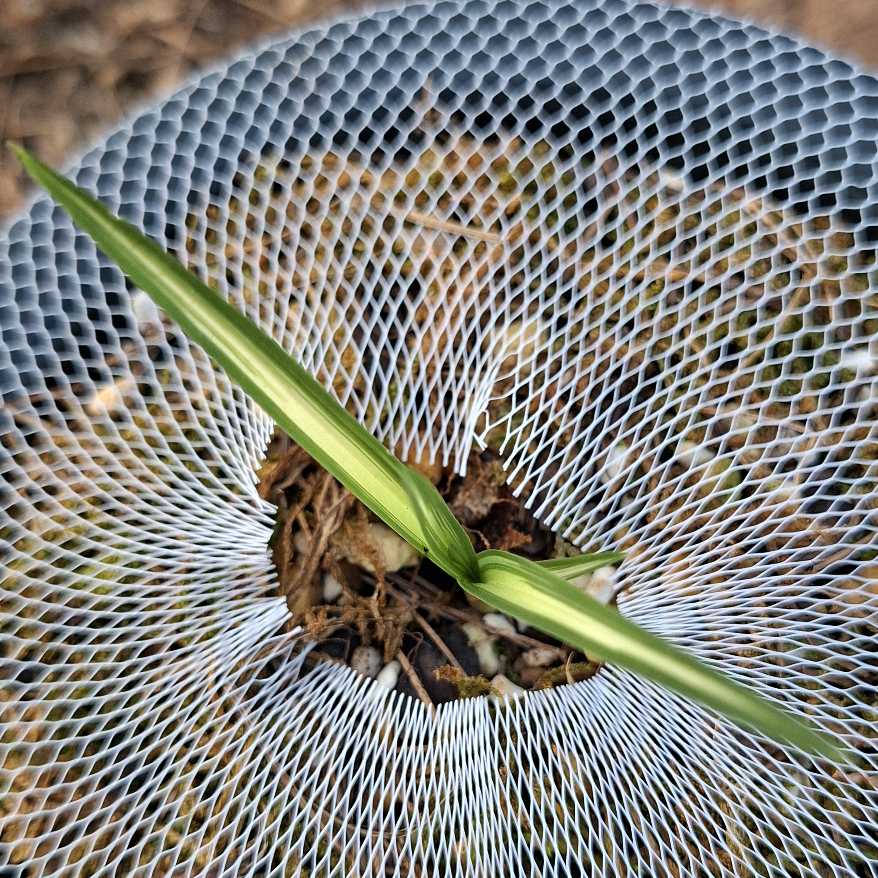 请注意，直播间一物一拍，点关注顺丰包邮