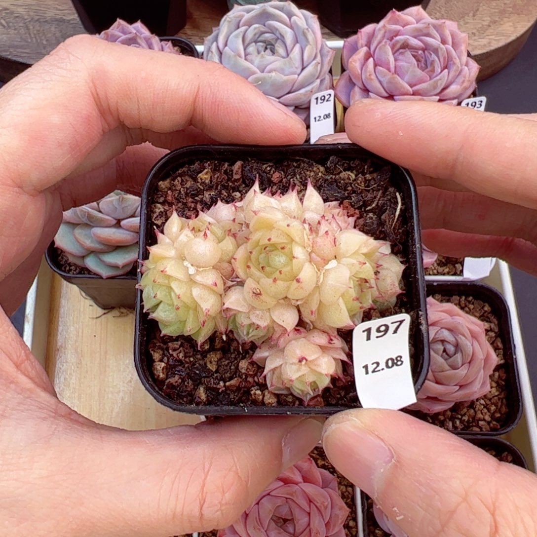 好好看197、哈哈哈哈