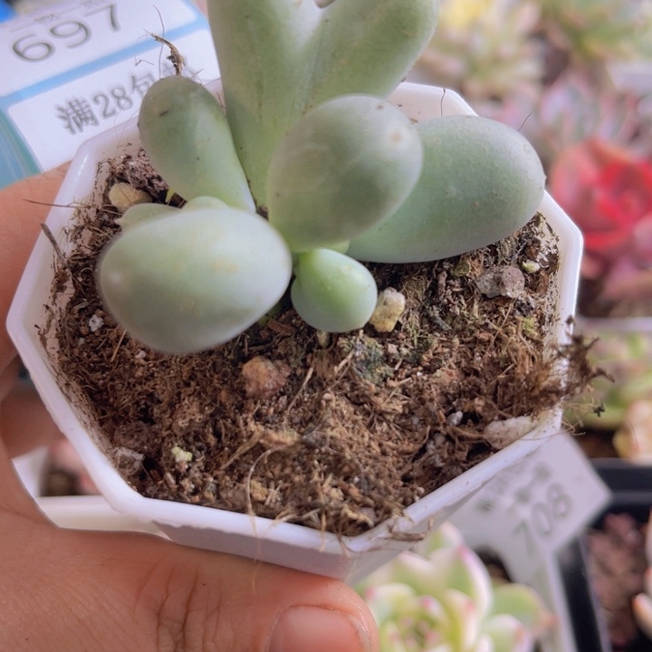 米可奶酪石化锦多肉植物700