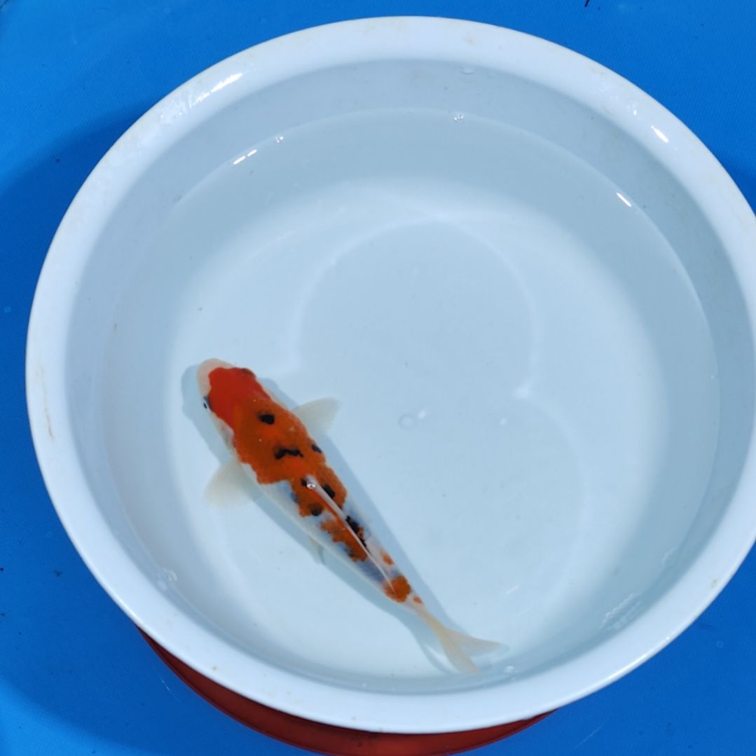 锦鲤18公分大正不寄养手术过