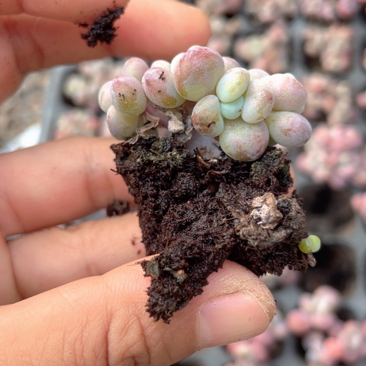 一物一拍满18包邮