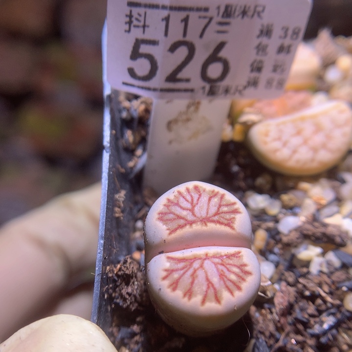 精品生石花117.526