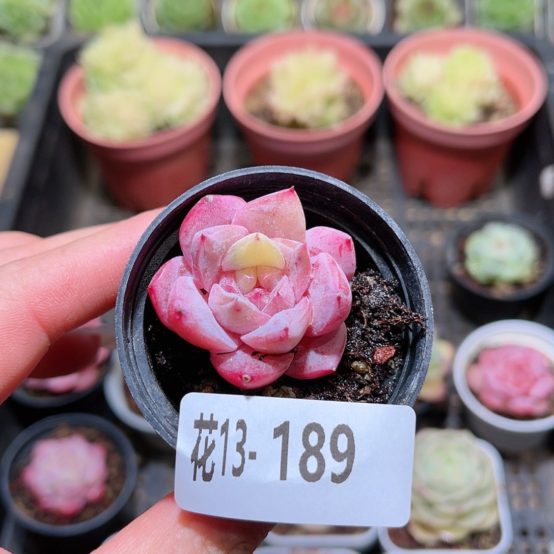 花利美13-189粉钻锦