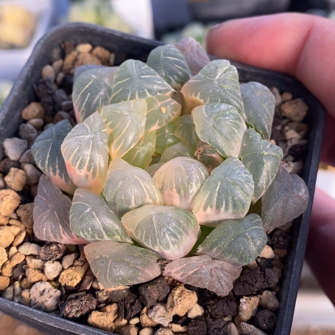 一颗湖水玉露锦 开播福利