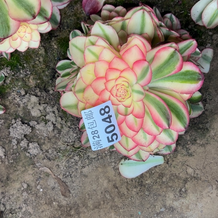 5048南荔枝多肉植物