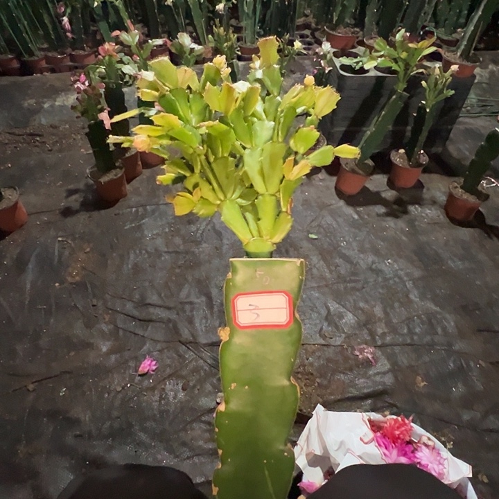 春***天，3号带盆050血月，