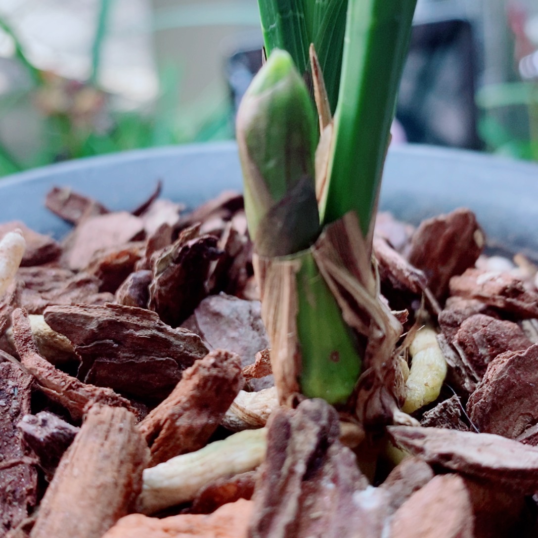 大部分花苞少量开放