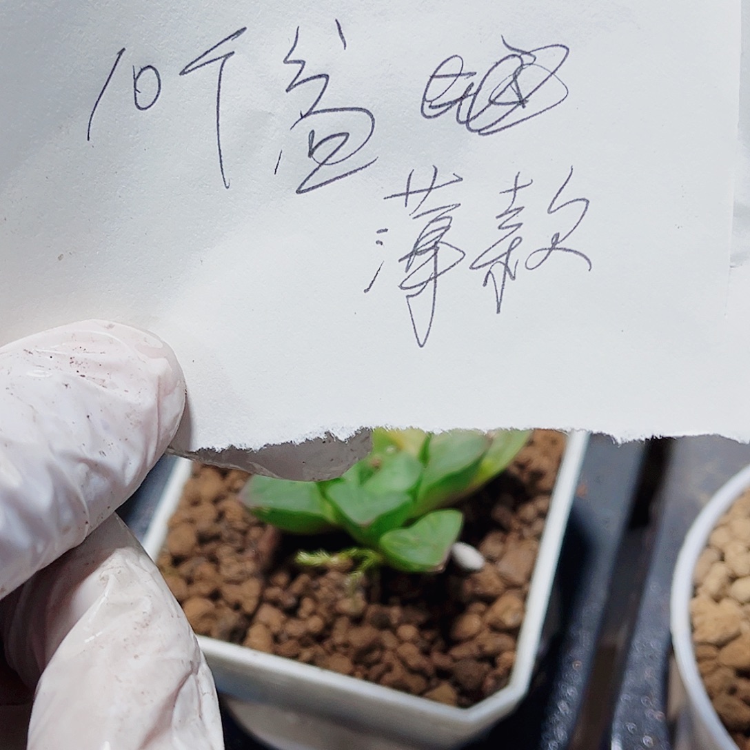 一物一拍十个小盆