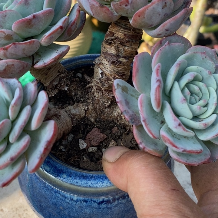 伯朗峰整无砍多肉