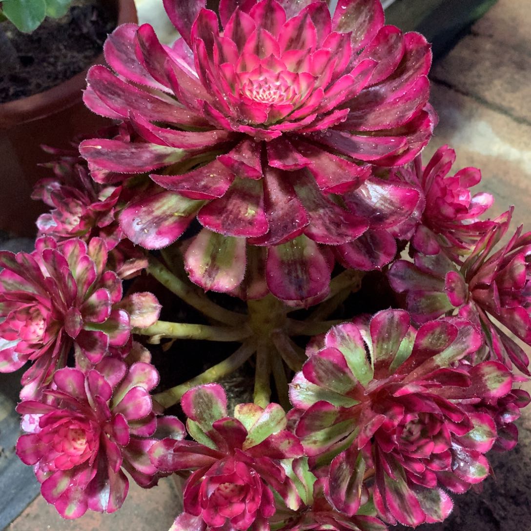 白月光，多肉植物的