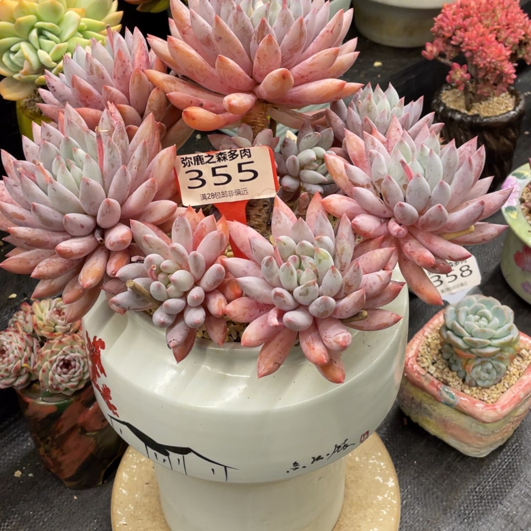 ****戨弥鹿之森一物一拍