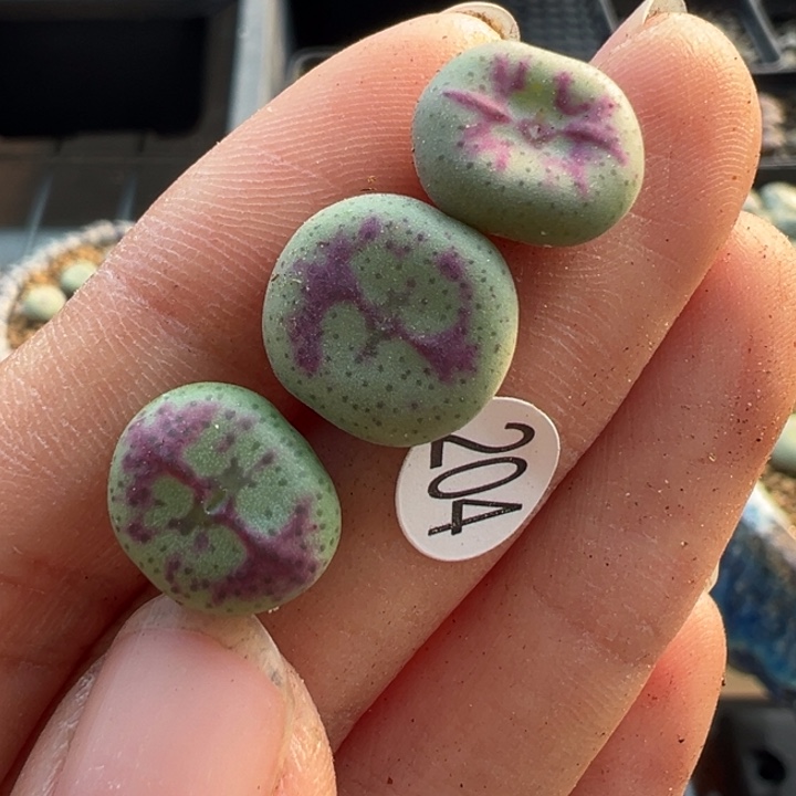 204号这颗多肉有点好看