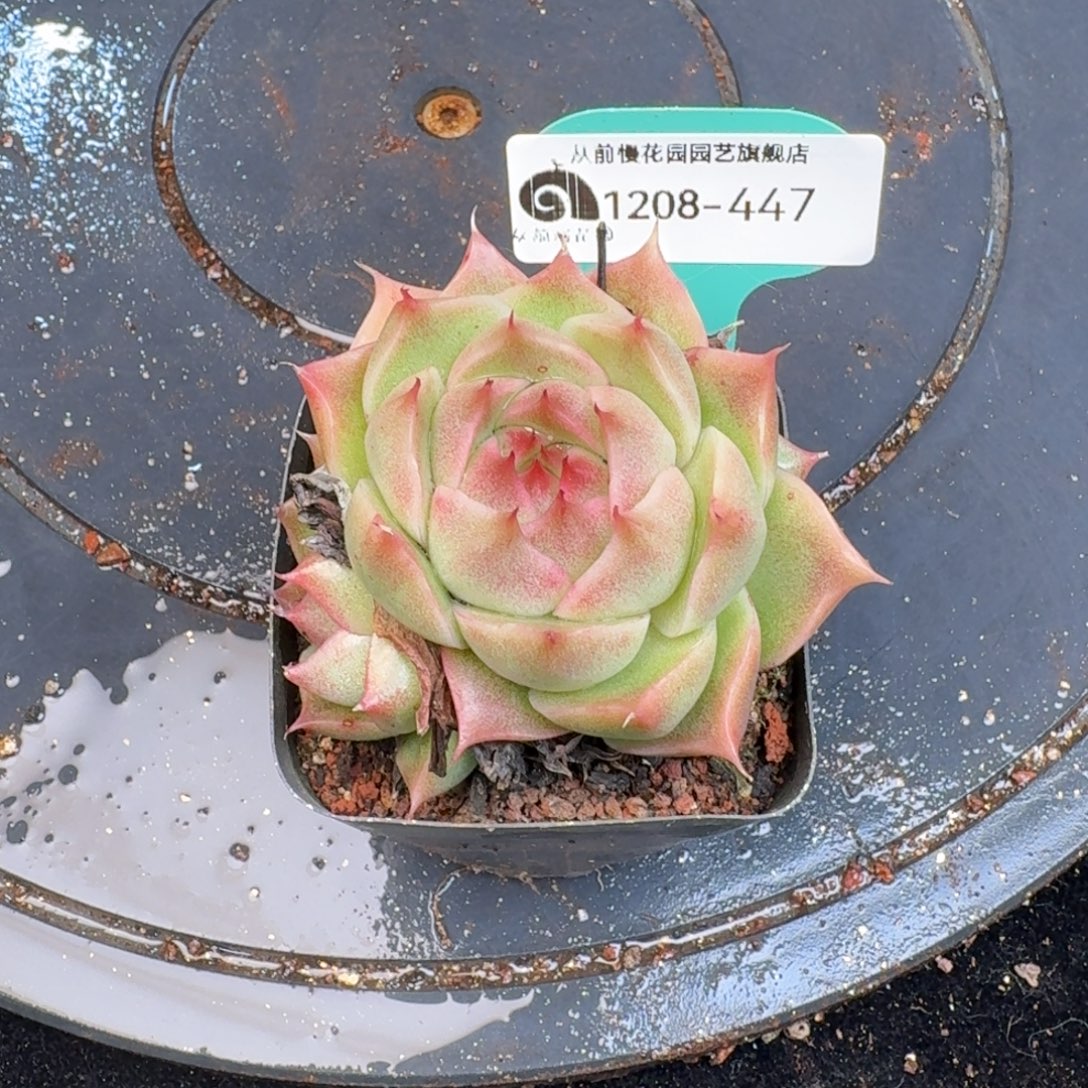 从前慢多肉精选编号1208.447