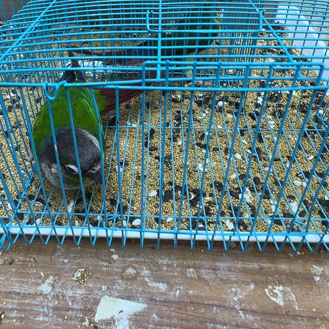 桃脸牡丹鹦鹉小太一只518