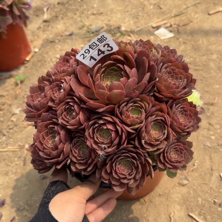 红魔……多肉植物……