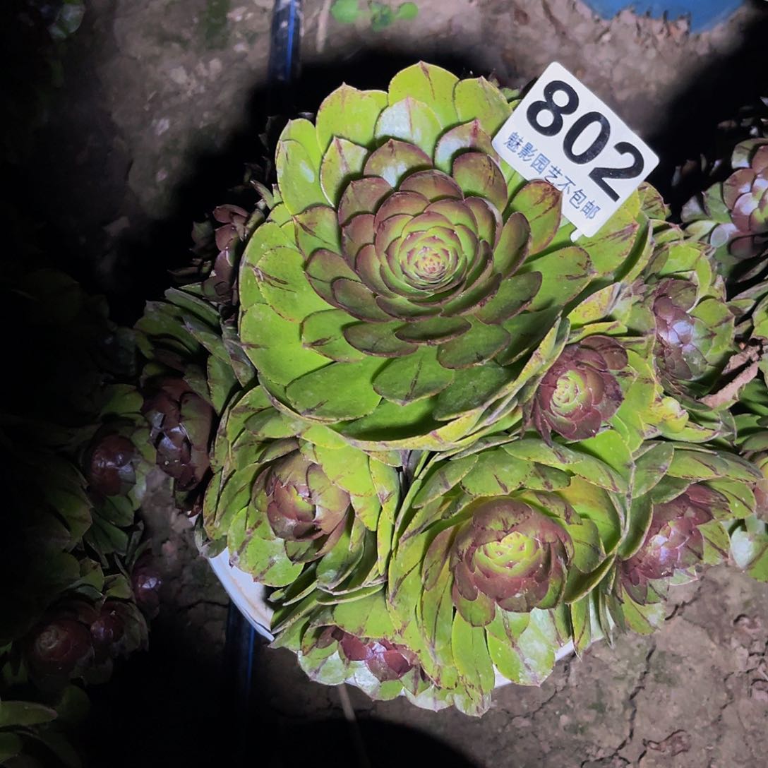 法师法师14–21包邮法师