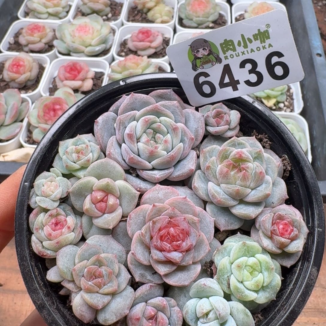 多肉植物多肉植物