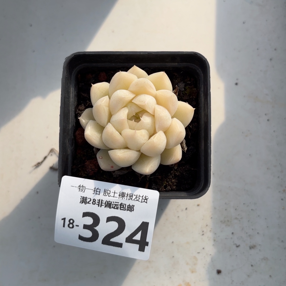 麦秆单头多肉多肉多肉