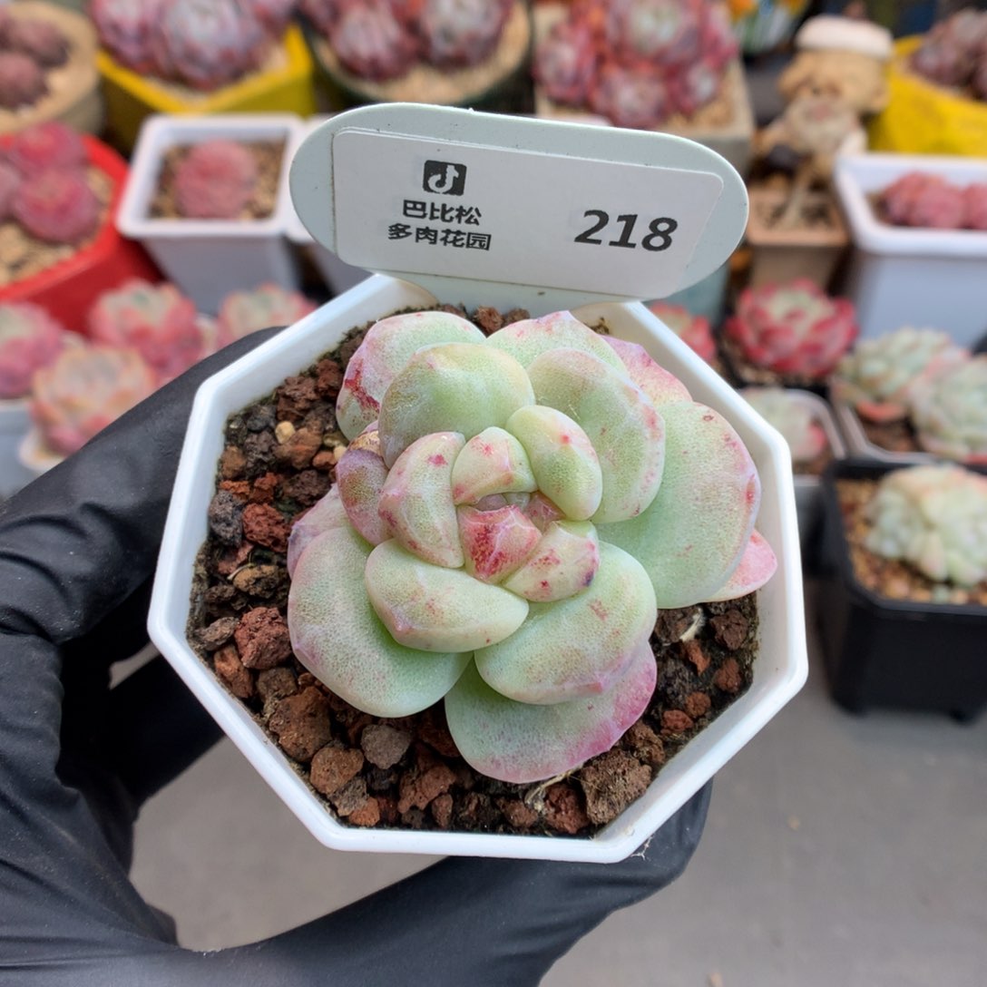218 冰玉石化多肉