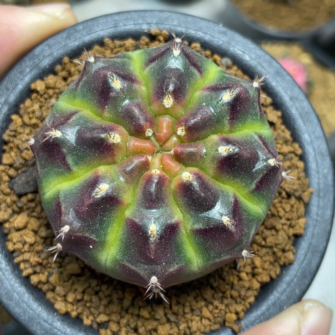 当前无花朵，栽培后可花朵甜蜜的一天