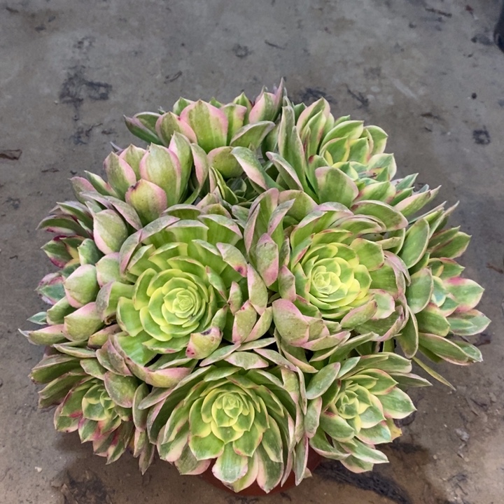 海鲜多肉植物1。    