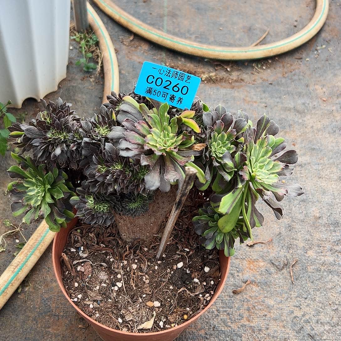 欧***鬼260多肉植物、粉黛缀化