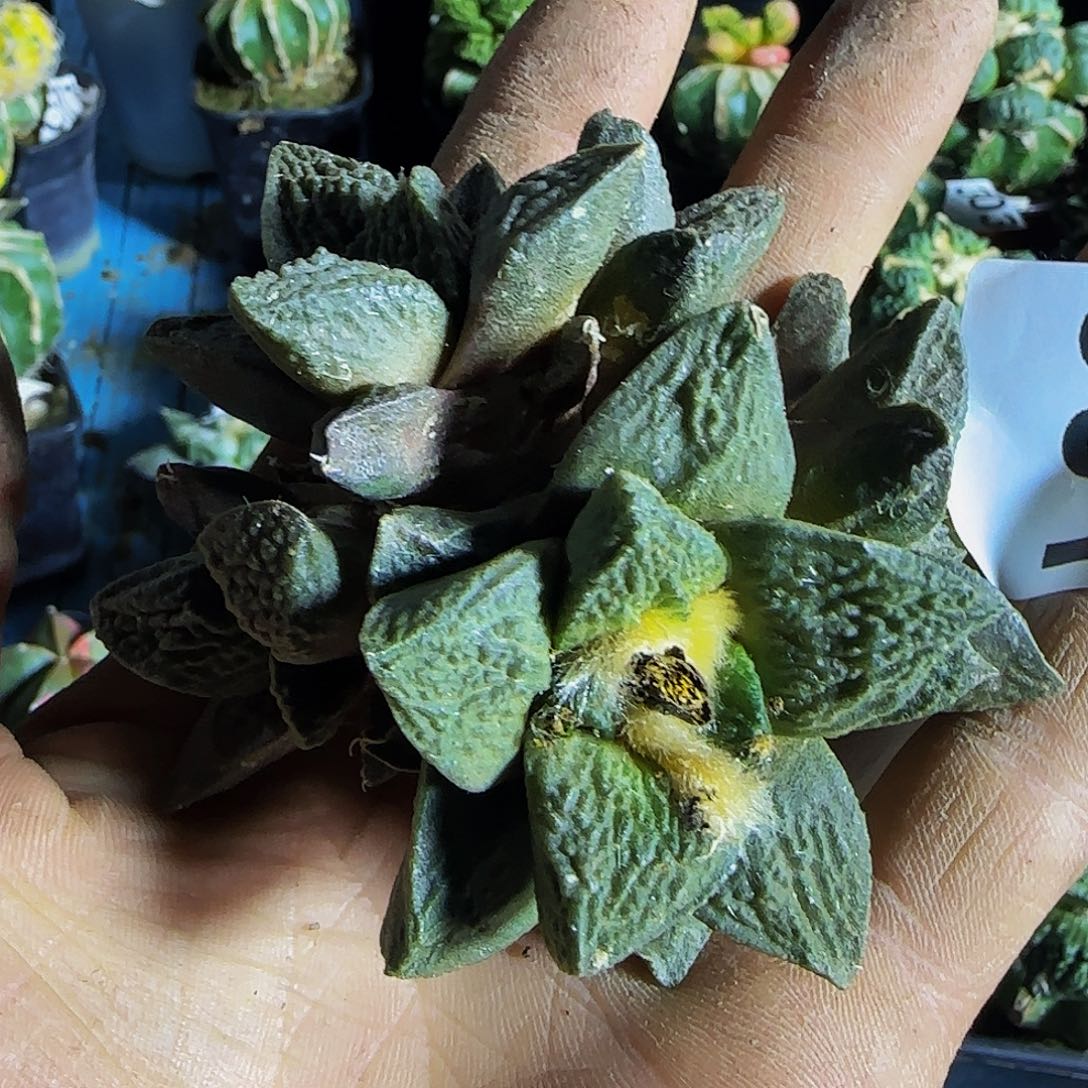 哥斯拉群391刚出根的