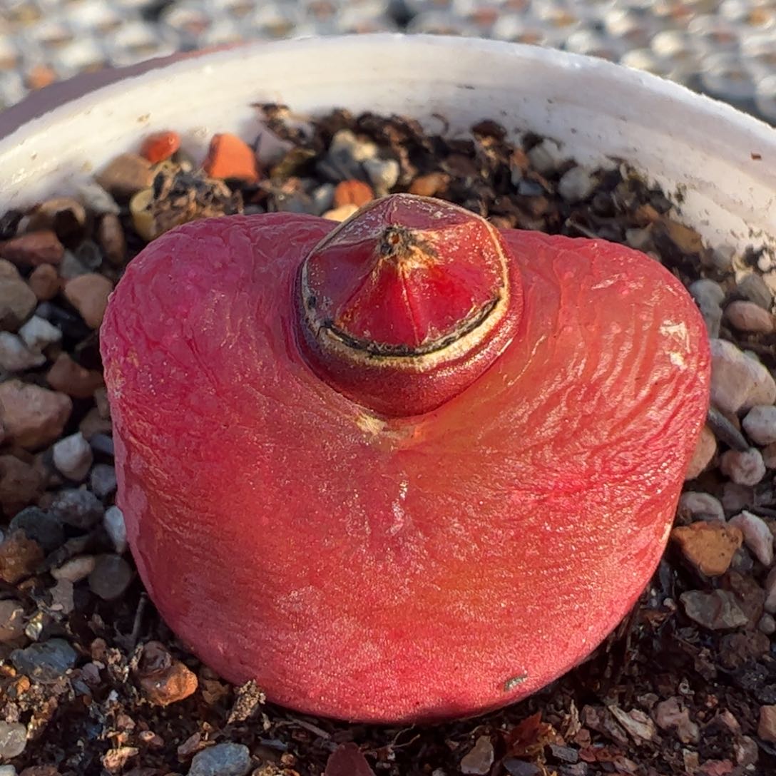 多肉植物百科26e