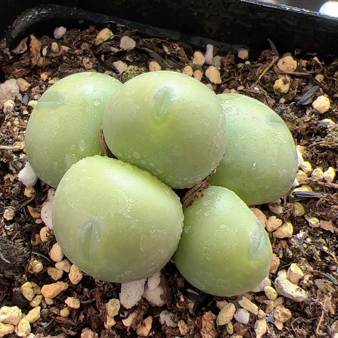 【闪购商品】132 嘟嘴小拳拳